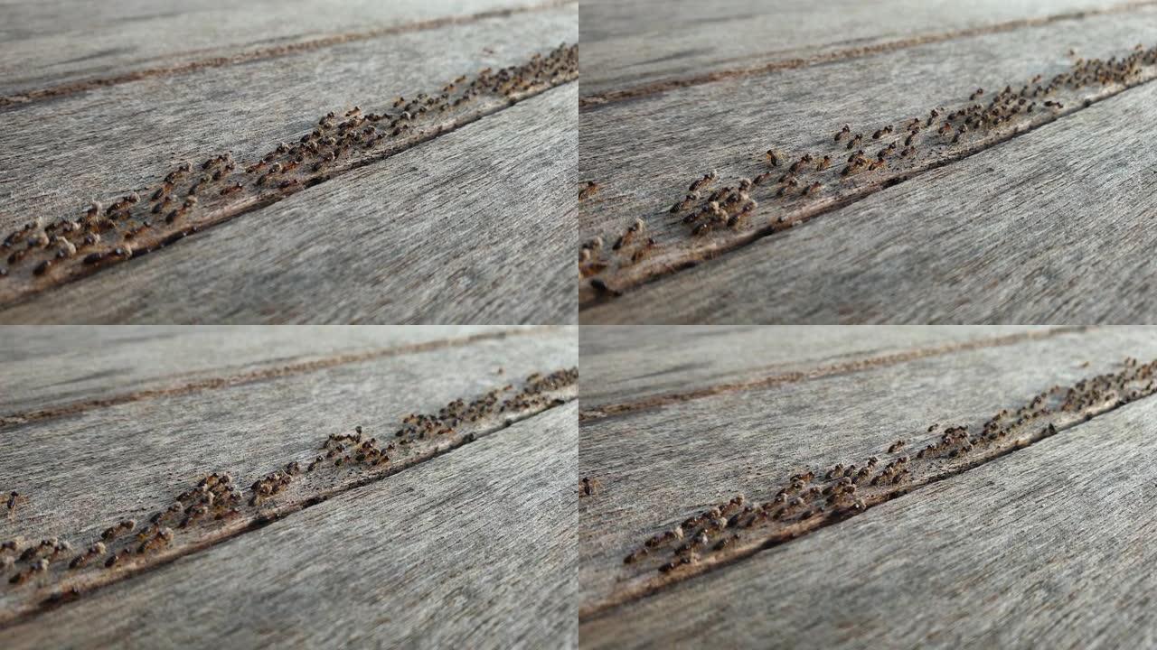 黑蚂蚁在木地板上从左到右成一列。蚂蚁正在携带食物以带回巢穴。