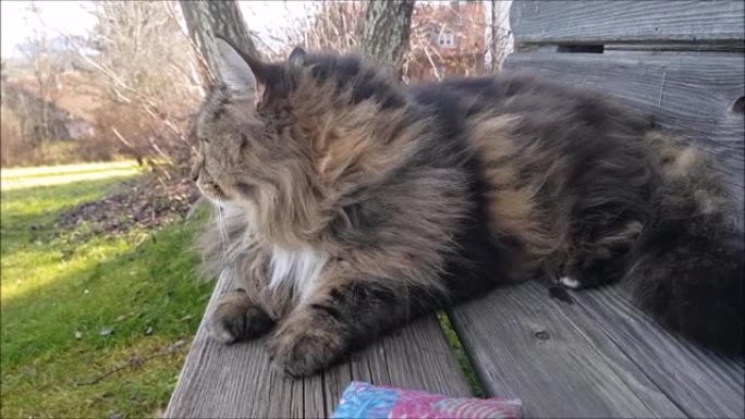 挪威森林猫跑进摄像机的搞笑视频