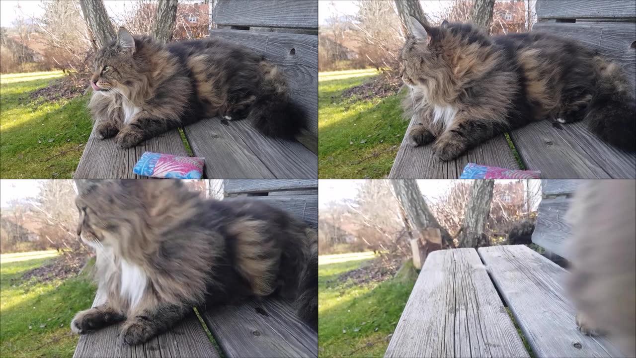 挪威森林猫跑进摄像机的搞笑视频