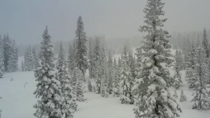 暴风雪中白雪皑皑的松树无人机的观点