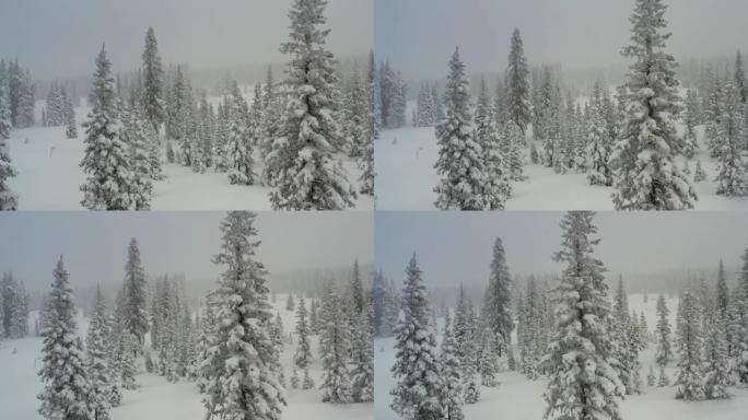 暴风雪中白雪皑皑的松树无人机的观点