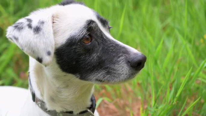 一只可爱的黑白狗在阳光明媚的绿色田野中嗅探和环顾四周的特写镜头