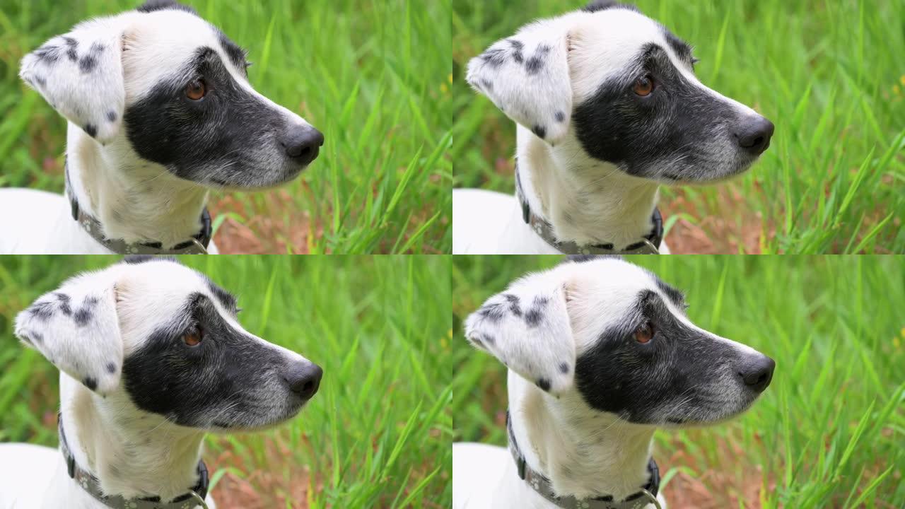 一只可爱的黑白狗在阳光明媚的绿色田野中嗅探和环顾四周的特写镜头