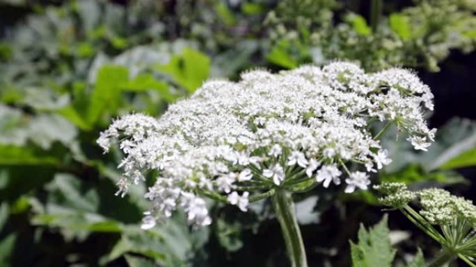 Sosnowsky的猪草 (Heracleum sosnowskyi) 是伞形科的花朵。