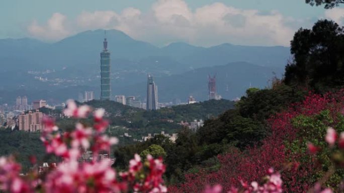 春天的季节-美丽的樱花与春天的台北市容，