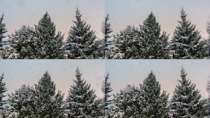 冬天的云杉林，下雪了。电影，降雪。圣诞节。新年
