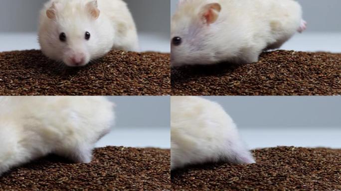 白色美丽的仓鼠收集在脸颊和吃种子，背景。宏，复制慢动作