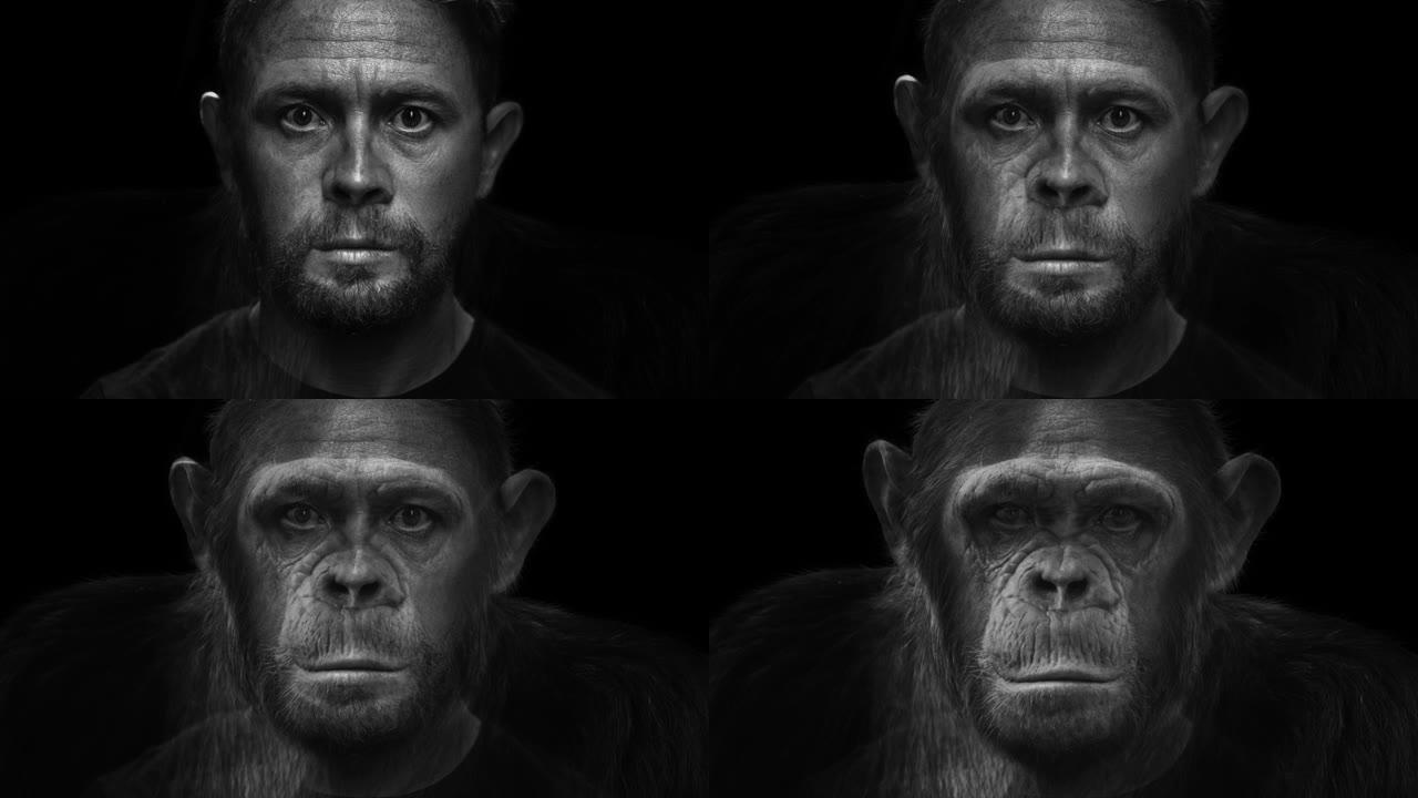 肖像变形。猴子变成了人。黑猩猩 (Pan troglodytes) 慢慢变成成年高加索人 (智人
