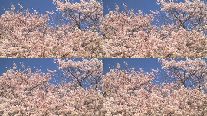 湛蓝的天空下樱花美丽樱花樱树林