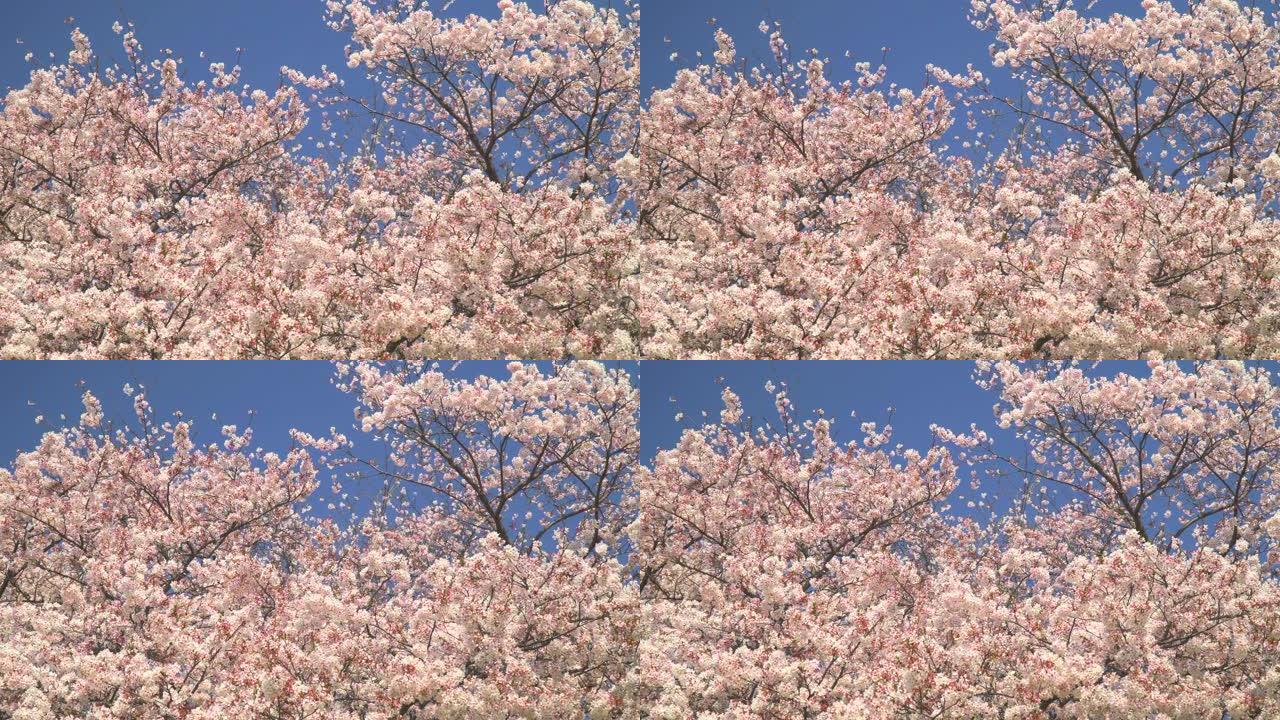湛蓝的天空下樱花美丽樱花樱树林
