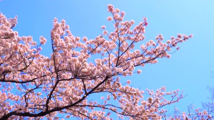 湛蓝的天空下樱花花朵实拍武汉大学