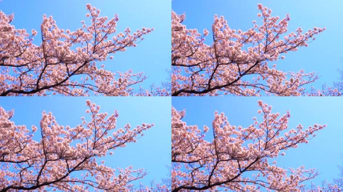 湛蓝的天空下樱花花朵实拍武汉大学