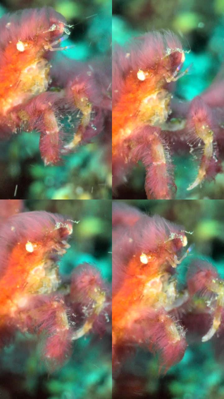 猩猩蟹水下近距离拍摄的垂直视频