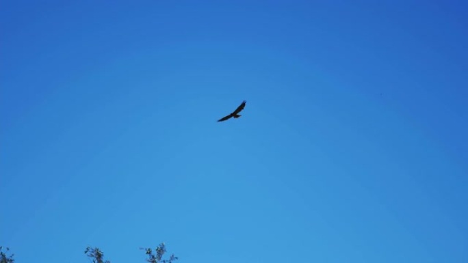 雄鹰在朴素的蓝天中飞翔-在4k中拍摄