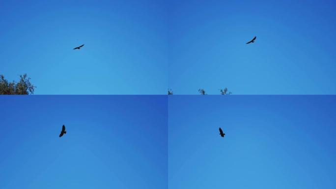 雄鹰在朴素的蓝天中飞翔-在4k中拍摄