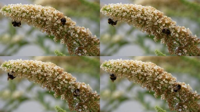 大黄蜂在模糊的背景上取食白色的夏季丁香花的特写镜头