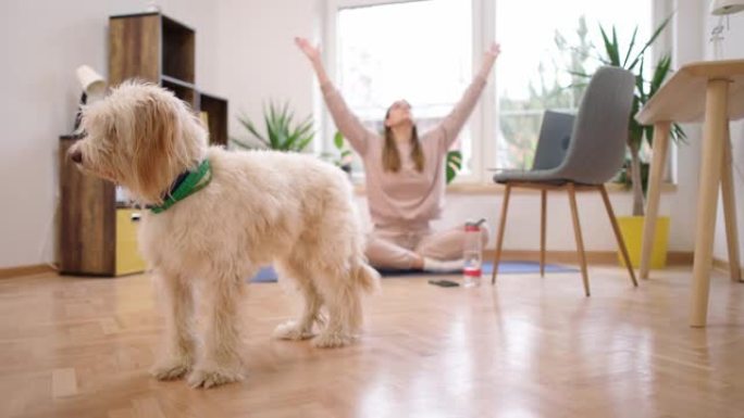 白人妇女，在家练习瑜伽，同时在笔记本电脑上遵循在线瑜伽教程，而狗让她成为公司