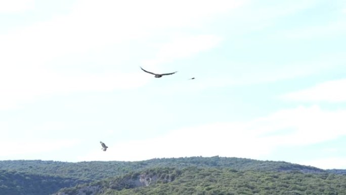 欧亚狮鹫 (Gyps fulvus) 在山间峡谷中飞翔