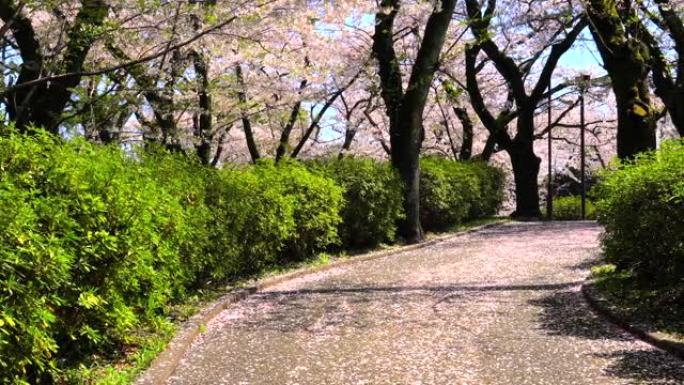 樱花盛开的公园小径
