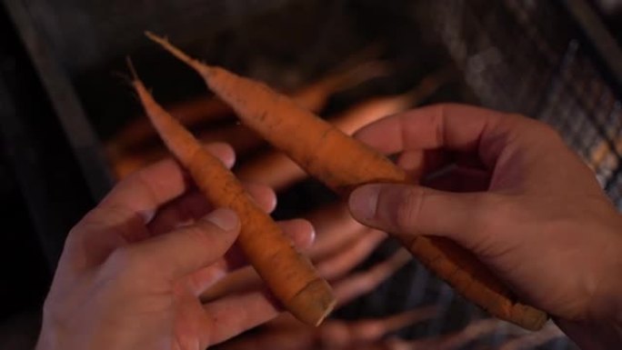 手比较大胡萝卜和小胡萝卜特写。为冬天储存蔬菜。评估地窖中种植的食物的质量