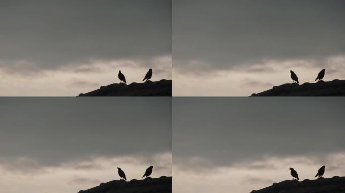 在一个黑暗的夜晚，一只黑色的乌鸦栖息在房子的屋顶上。恐怖的语气或即将在傍晚结束的一天结束时的气氛
