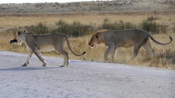 两只狮子在纳米比亚埃托沙过马路时玩耍。