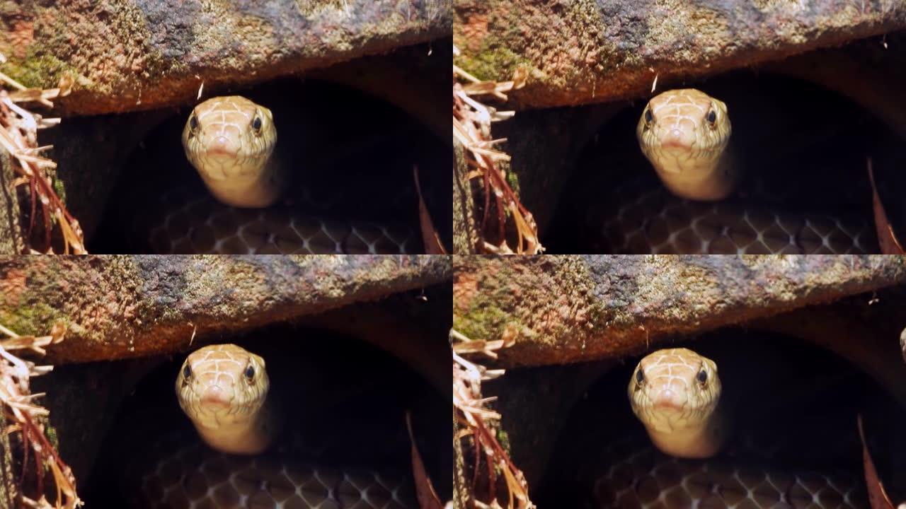 4个石洞下凶猛的丛林大蛇的特写镜头