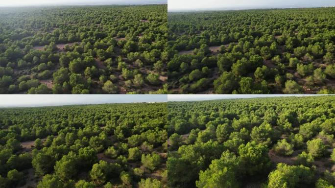 典型的干燥沙质土壤矮树。矮树和低生长植被森林的鸟瞰图。直升机上的景色。直升机搜索。跟踪镜头。版本4
