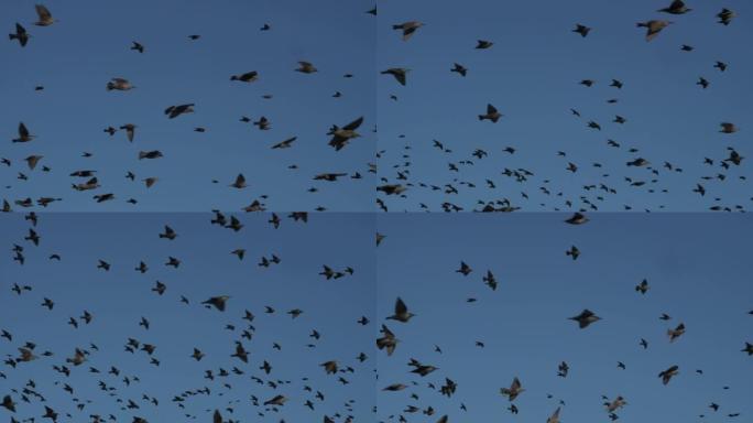 一群巨大的黑八哥从右向左靠着蓝天飞翔。鸟儿在人群中飞行