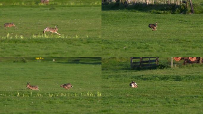 在绿色草地上奔跑的兔子的特写镜头