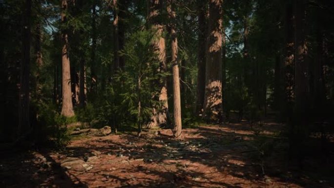 红杉国家公园耸立在地上的巨型红杉树