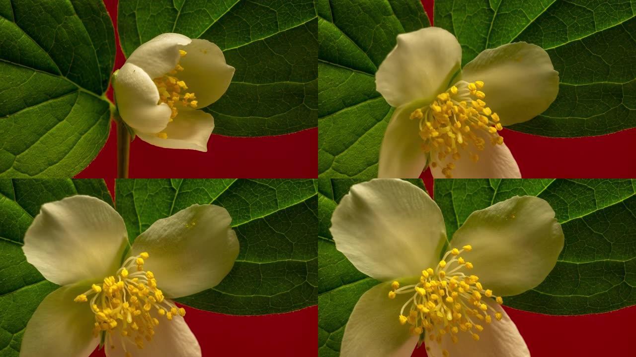 白色茉莉花在红色背景上的4k延时视频中绽放。茉莉开放花的时间流逝。