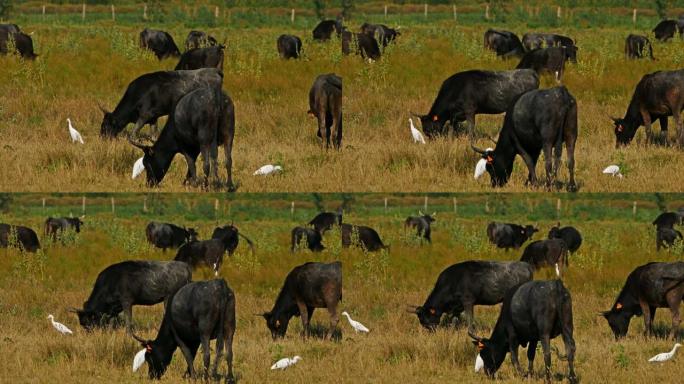 与牛白鹭 (Bubulcus ibis) 在田间的Camargue牛 (Bos taurus)