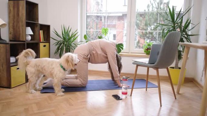 年轻女子，在家练习瑜伽，同时在笔记本电脑上遵循在线瑜伽教程，而狗让她成为公司