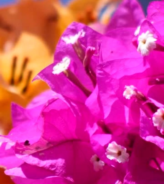 九重葛紫色和橙色花朵在风中移动的垂直视频