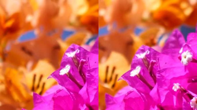 九重葛紫色和橙色花朵在风中移动的垂直视频