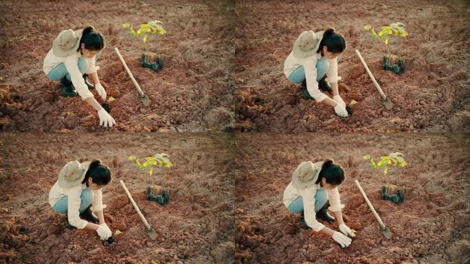 女人在干燥的土地上种树。
