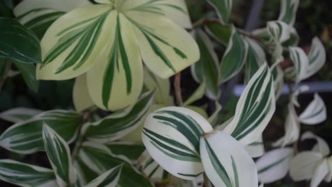杂色植物白斑叶流行极简装饰植物