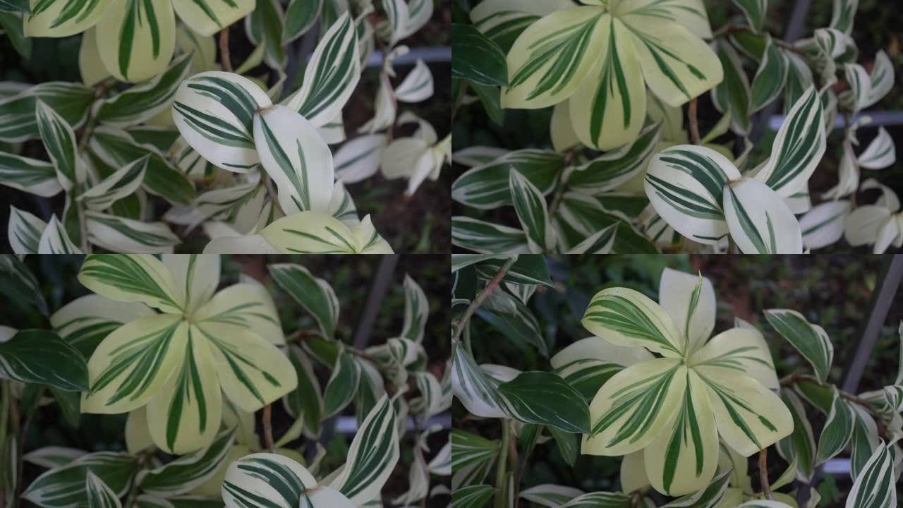 杂色植物白斑叶流行极简装饰植物