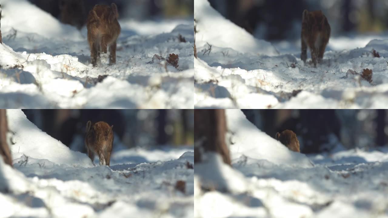 特写年轻的野猪Sus scrofa，兴奋的小猪跑进深林。自然栖息地毛茸茸动物的野生动物场景。在杂食性