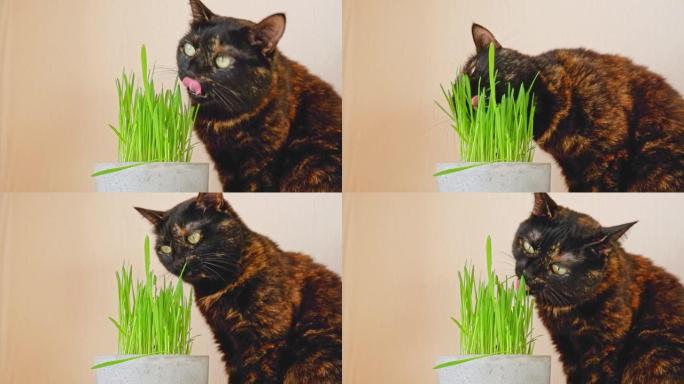 一只可爱的黑红猫坐在一盆新鲜的绿草旁边，开胃地吃草。