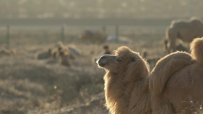 小骆驼羔和骆驼妈妈