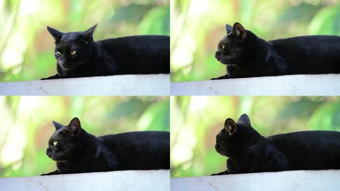 黑猫黑猫宠物