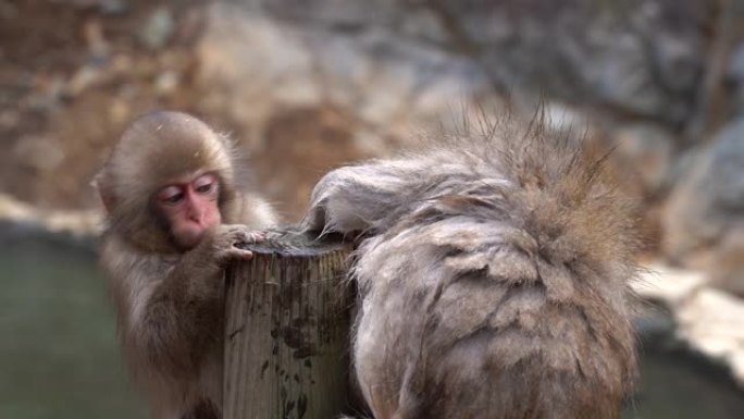 生活在日本地高谷猴园的雪猴