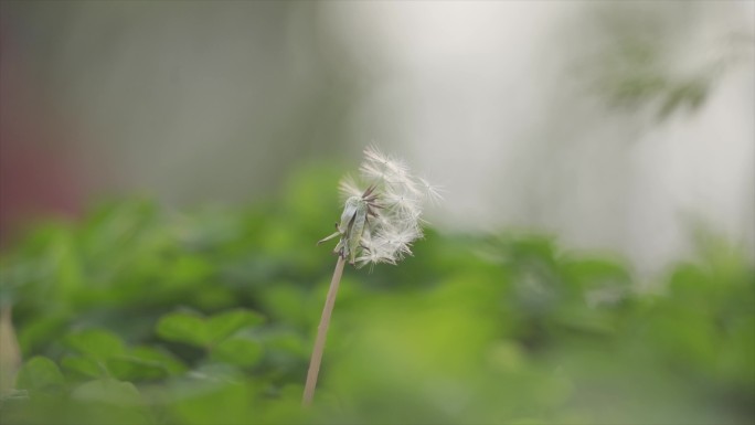 播撒希望的种子蒲公英飞舞许愿微风吹过