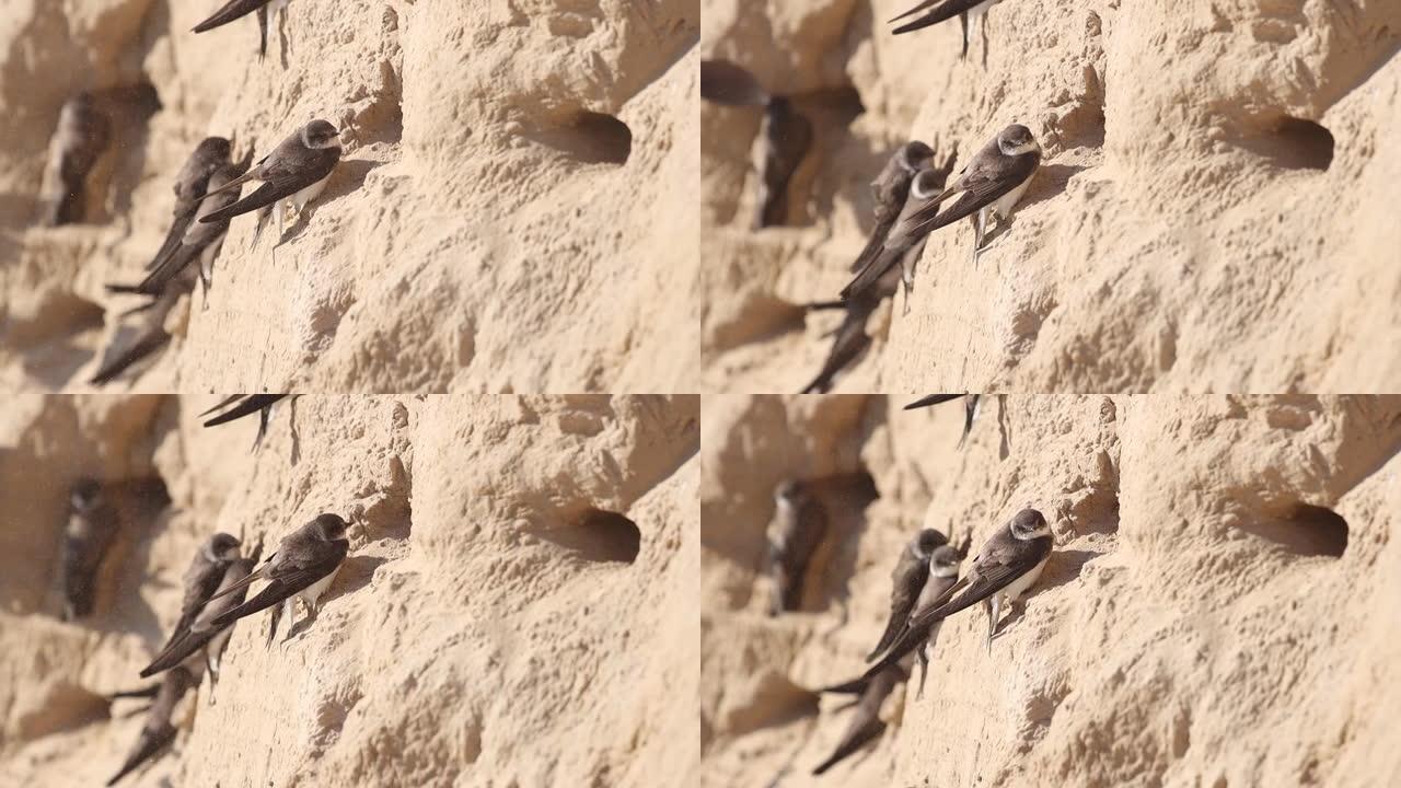 燕子坐在沙尘暴中的洞附近
