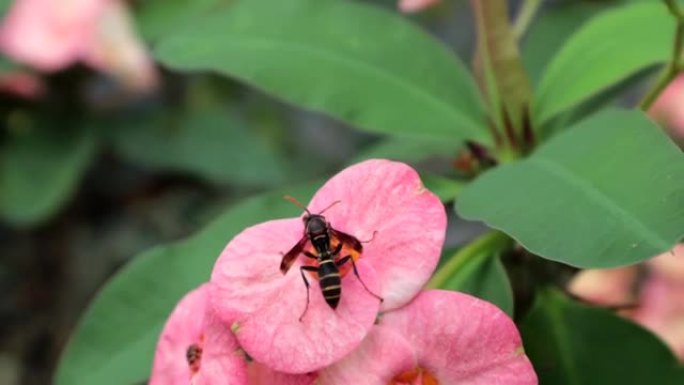 黄蜂vespa velutina在荆棘花冠上。