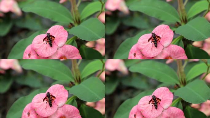 黄蜂vespa velutina在荆棘花冠上。