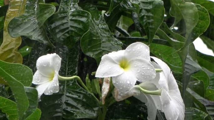 雨中美丽的白花