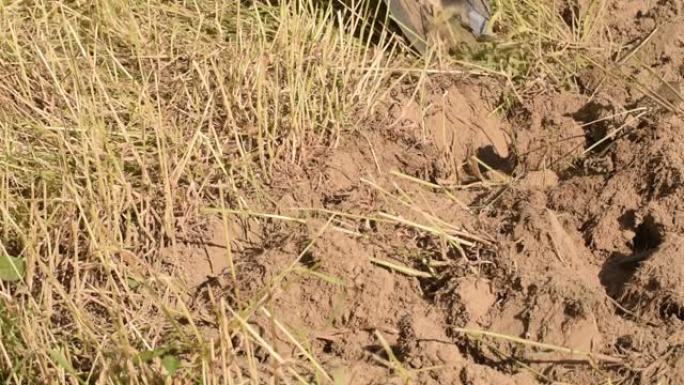 农夫用铁锹手工挖掘花园。